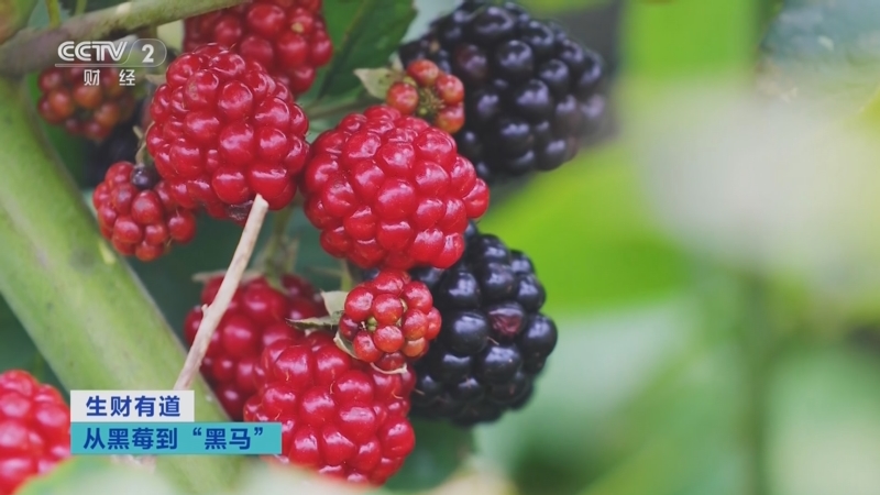 CCTV2《生财有道》走进百汇园 —— 从黑莓到“黑马”